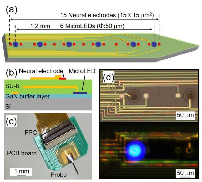 Micro LED neural electrode probe fabricated by Prof. Sekiguchi’s group integrating ALLOS’ high crystal quality and strain-engineering epiwafer technologies.